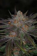 Semillas regulares de Ripped Bubba