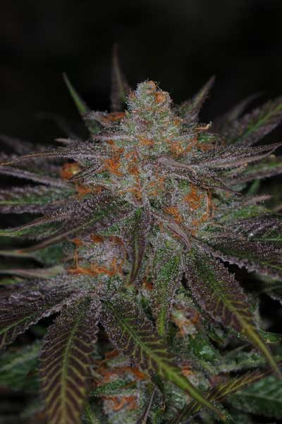 Semillas regulares de Ripped Bubba