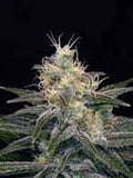 Chocolopez feminisierte Samen