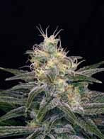 Chocolopez Feminised Seeds