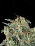 Kabrales Auto Feminised Seeds
