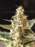 Cream Auto Feminised Seeds