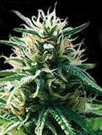 Sweety Auto Feminised Seeds