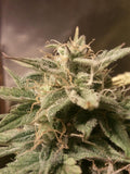 Semillas feminizadas de Bubble Auto