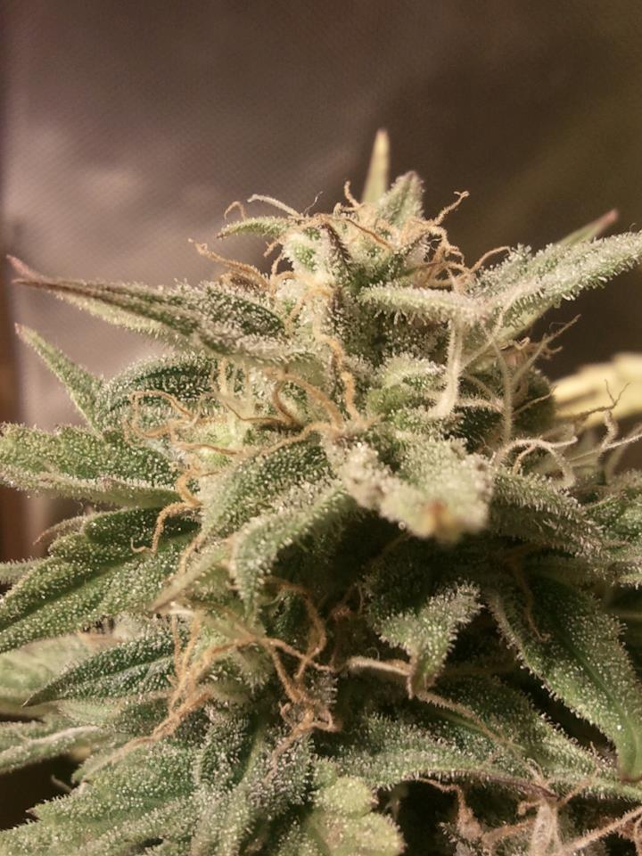 Semillas feminizadas de Bubble Auto