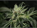 Semillas feminizadas Dark Star