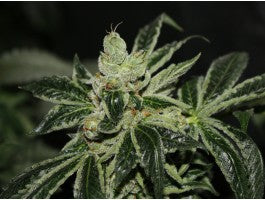 Semillas feminizadas Dark Star