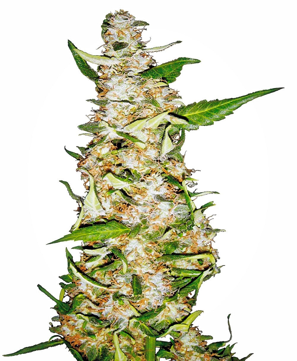 Semillas feminizadas de Skunk #1 Auto