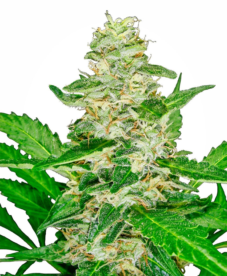 Super Skunk Auto Feminisierte Samen