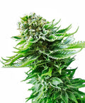 Semillas feminizadas de Northern Lights Auto
