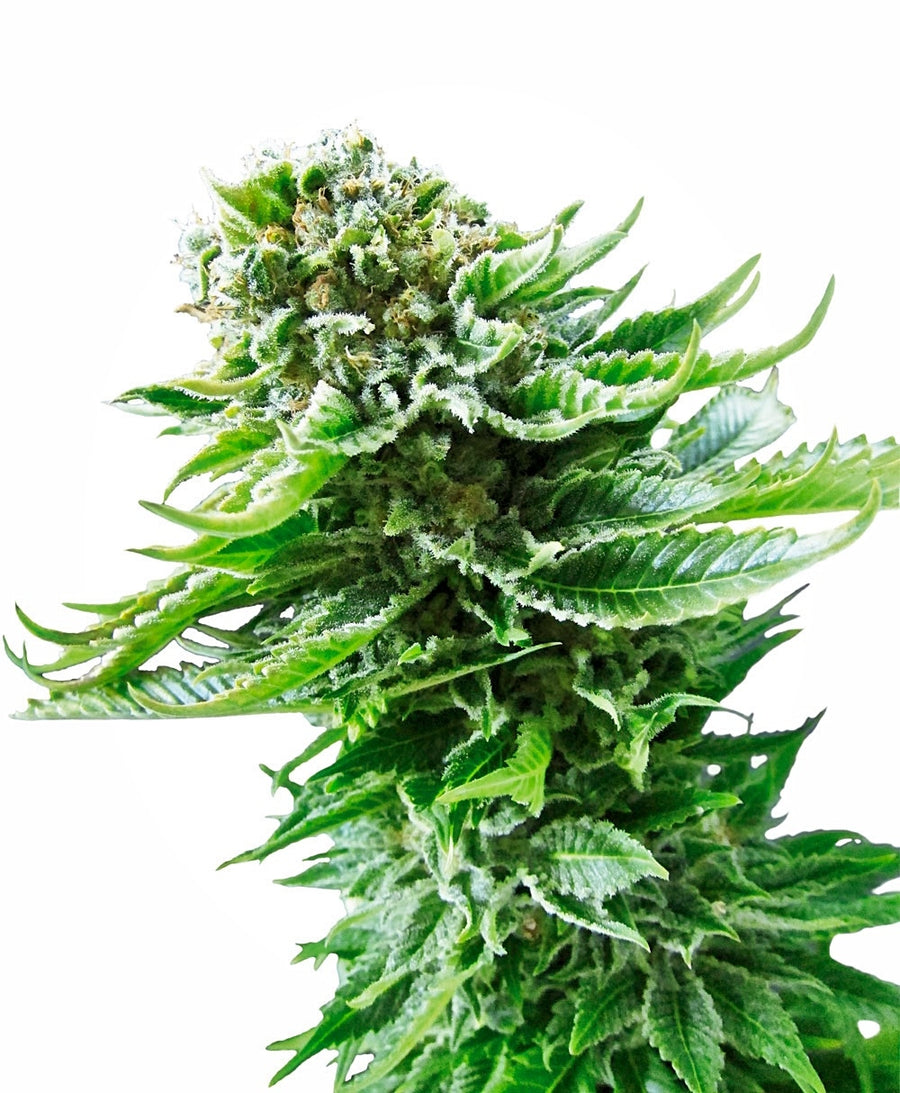 Northern Lights Auto Feminisierte Samen