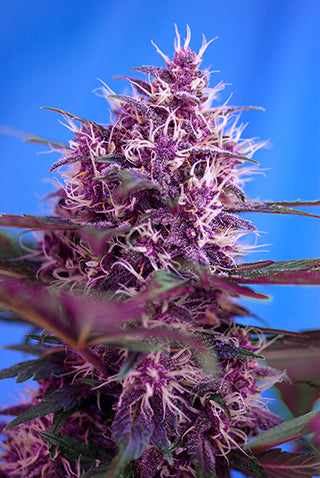 Semillas feminizadas de Red Poison Auto