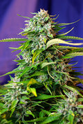 Jack 47 Auto Feminised Seeds