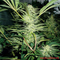 White Widow Feminizada