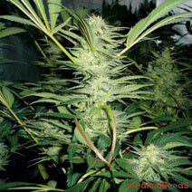 White Widow Feminizada