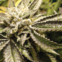 Semillas feminizadas de Canadian Kush 2.0