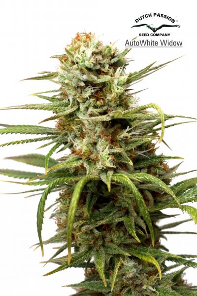 Semillas feminizadas de White Widow Auto