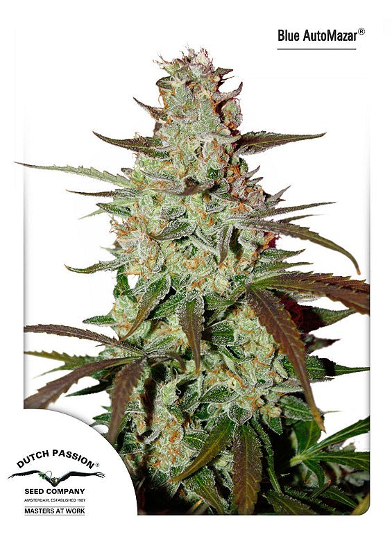 Semillas feminizadas de Blue Mazar Auto