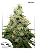 Semillas feminizadas Kush CBD