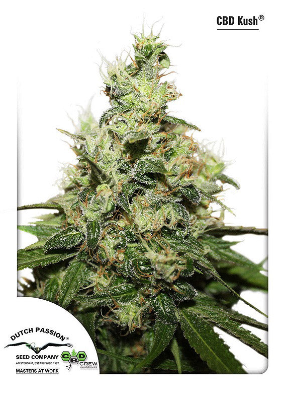 Kush CBD Feminised Seeds