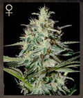 Semillas feminizadas de White Lemon