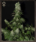 Semillas feminizadas de White Strawberry Skunk