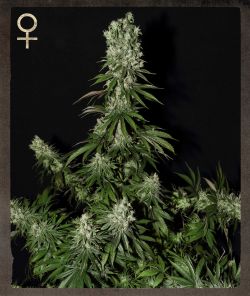 Semillas feminizadas de White Strawberry Skunk
