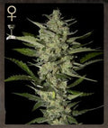 Semillas feminizadas de Flowerbomb Kush