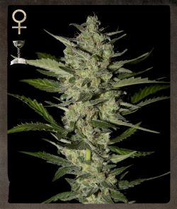 Semillas feminizadas de Flowerbomb Kush