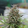 Baby Boom Auto Feminisierte Samen