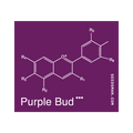 Purple Bud Regular Seeds