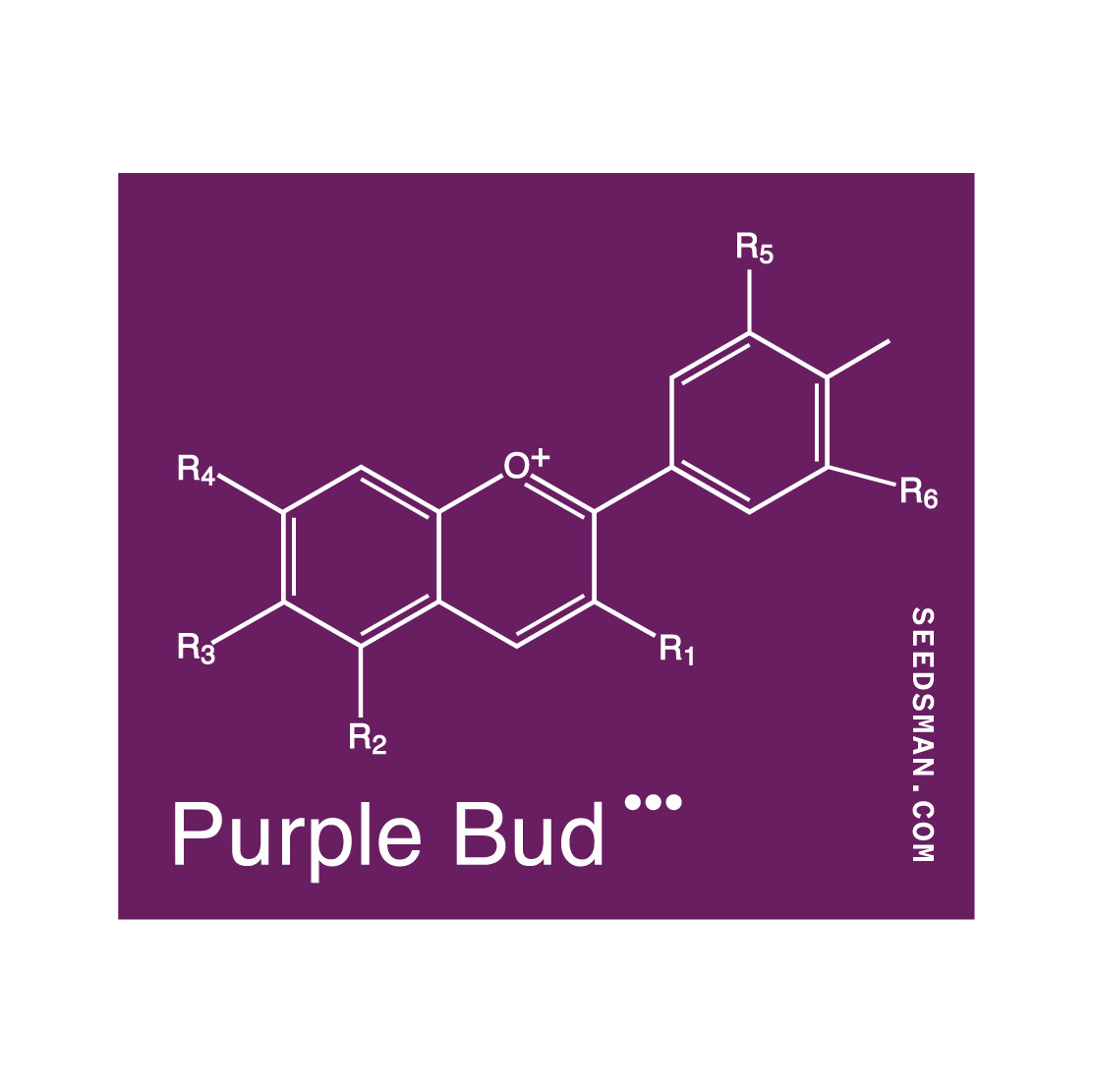 Purple Bud Regular Seeds