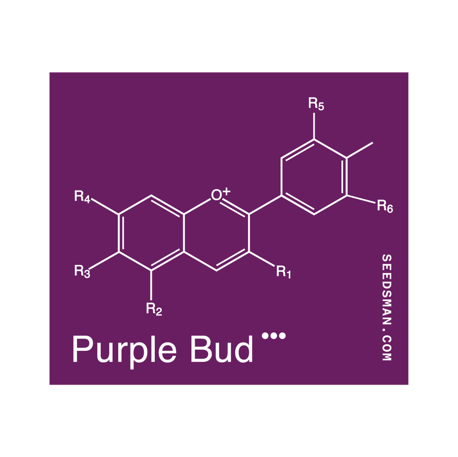 Purple Bud Regular Seeds