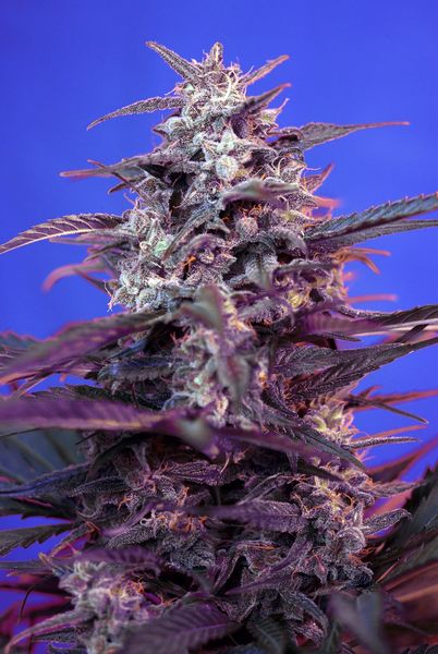 Bloody Skunk Auto Feminisierte Samen