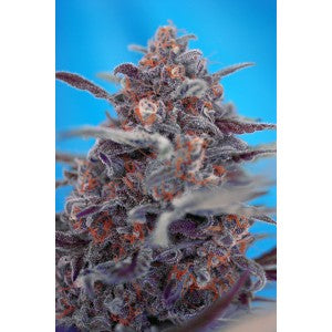 Devil Cream Auto Feminisierte Samen