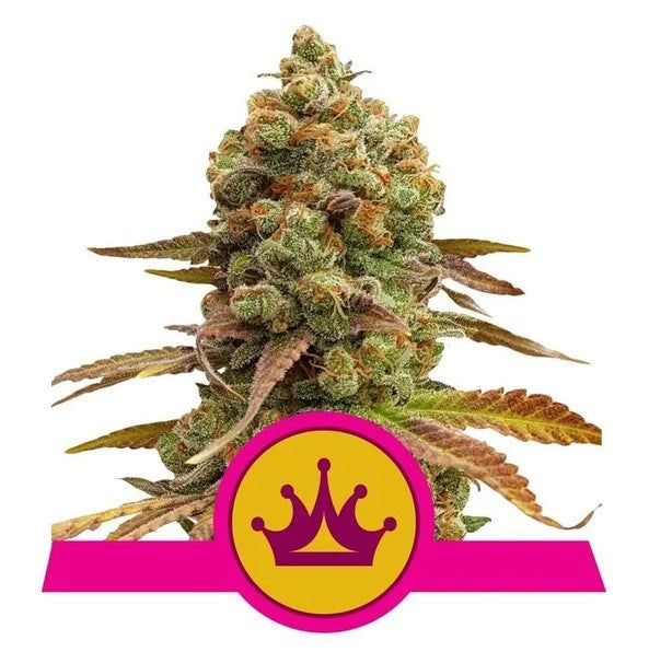 Skunk XL Feminised Seeds