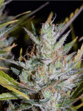 Semillas feminizadas de Hubbabubbasmelloscope Auto