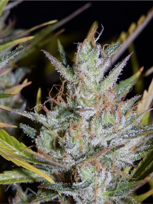 Semillas feminizadas de Hubbabubbasmelloscope Auto