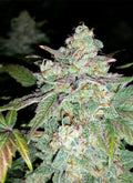 Semillas feminizadas de Sour Crack Auto