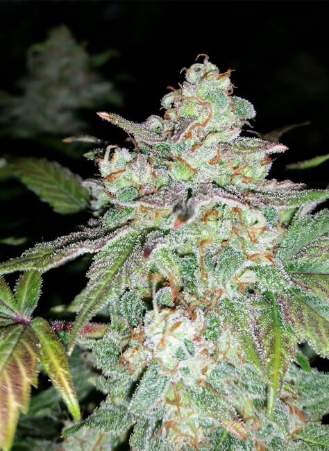 Semillas feminizadas de Sour Crack Auto