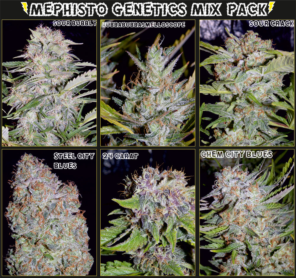 Semillas feminizadas Mystery Mix Auto