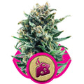 Semillas feminizadas de Blue Cheese