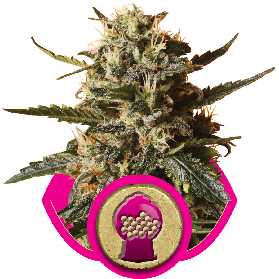 Bubblegum XL Feminised Seeds