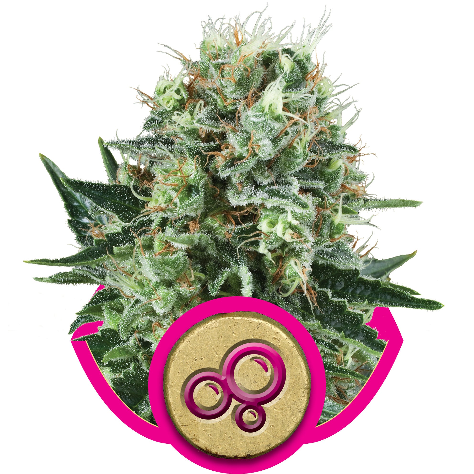 Semillas feminizadas de Bubble Kush