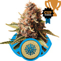 Semillas feminizadas Euphoria CBD