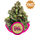 Candy Kush Express FAST Feminised Seeds