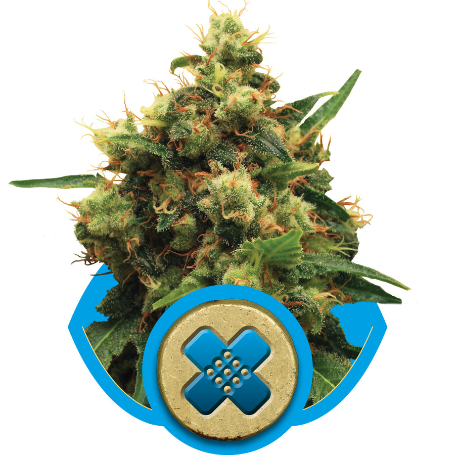 Painkiller XL CBD Feminised Seeds