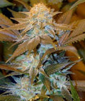 Semillas feminizadas de Critical Hog
