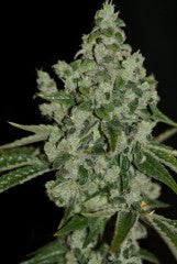 Semillas feminizadas Ultra Sour