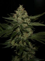 UnderDawg Feminised Seeds